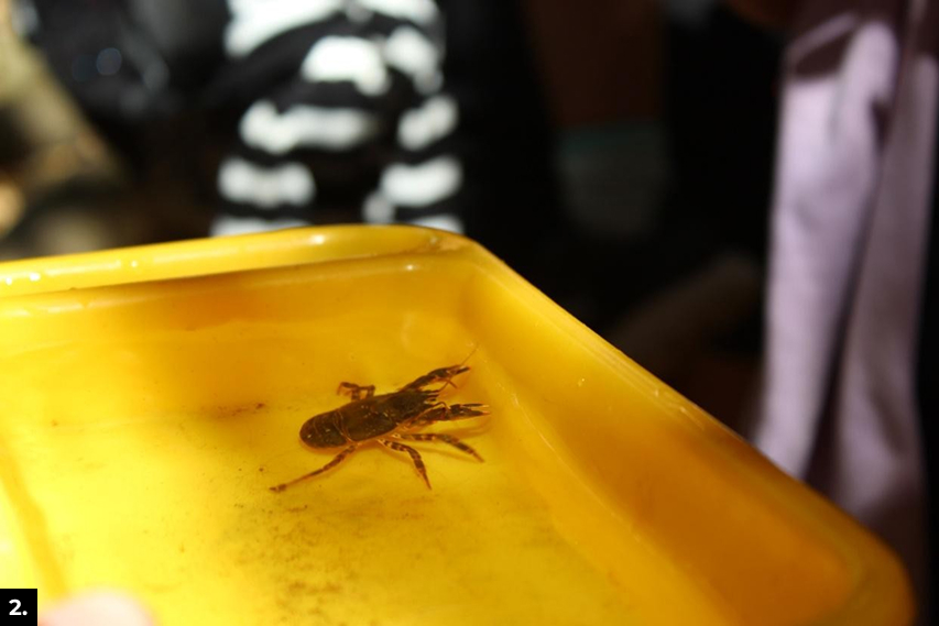 A tiger crab specimen