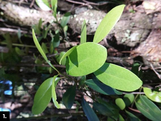 Rama de queule, árbol prehistórico y endémico en peligro de extinción