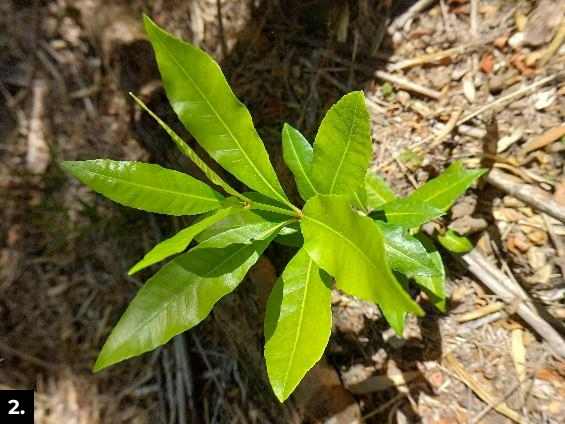 Brote de pitao, árbol endémico en riesgo por la minera, junto con el naranjillo