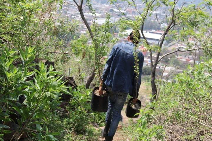 Vivero comunitário